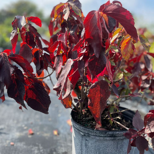 Acalypha