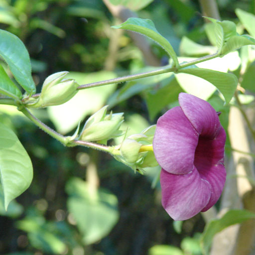 Allamanda-Violet