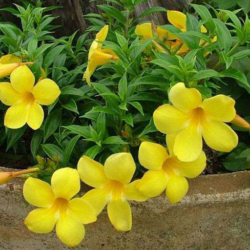 Allamanda
