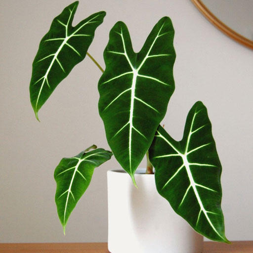 Alocasia-Frydek