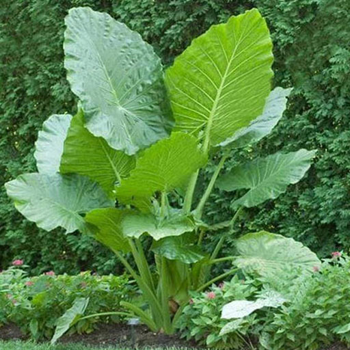 Alocasia-Macrorizha