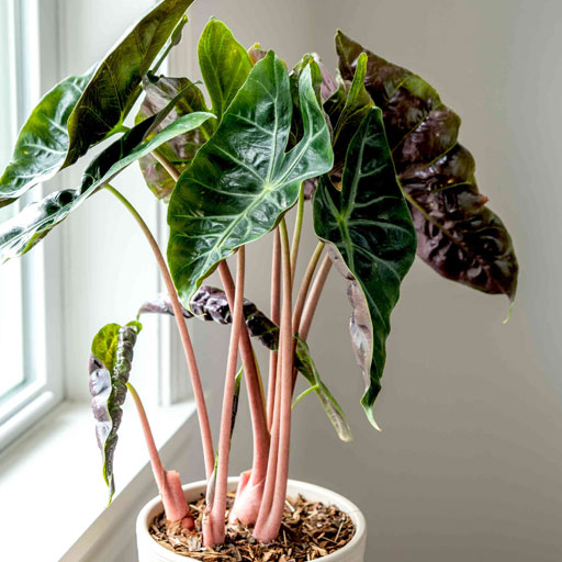 Alocasia