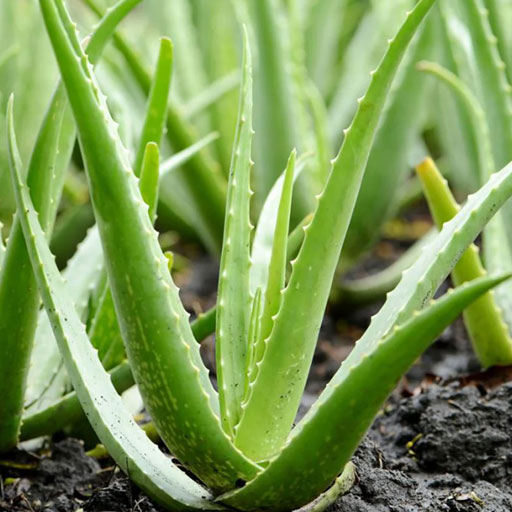Aloe-Vera