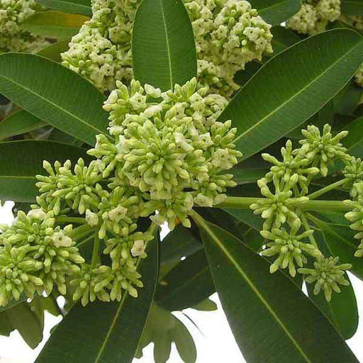 Alstonia-scholaris