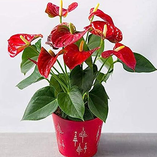 Anthurium