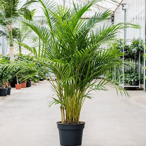 Areca-Palm