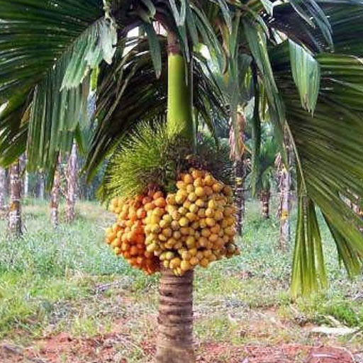 Arecanut-tree
