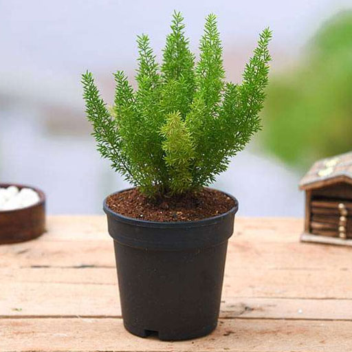Asparagus-Meyeri