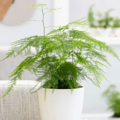 Asparagus-Plumosa