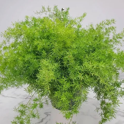 Asparagus-Springeri