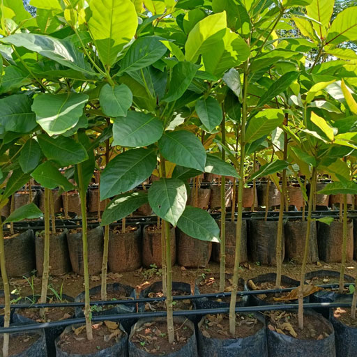Badam-tree