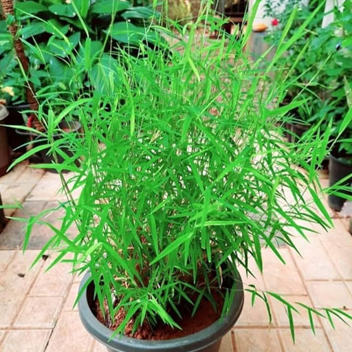 Bamboo-grass