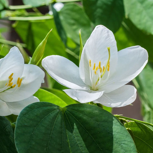 Bauhinia