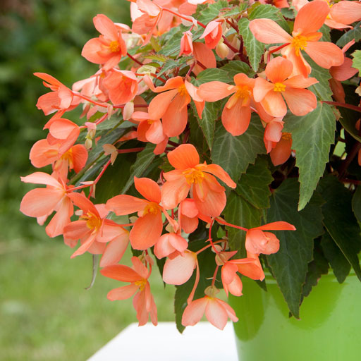 Begonia-Orange