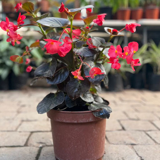 Begonia-Tree
