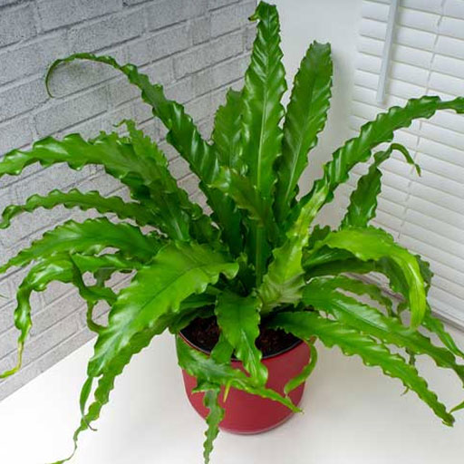 Bird-Nest-Fern
