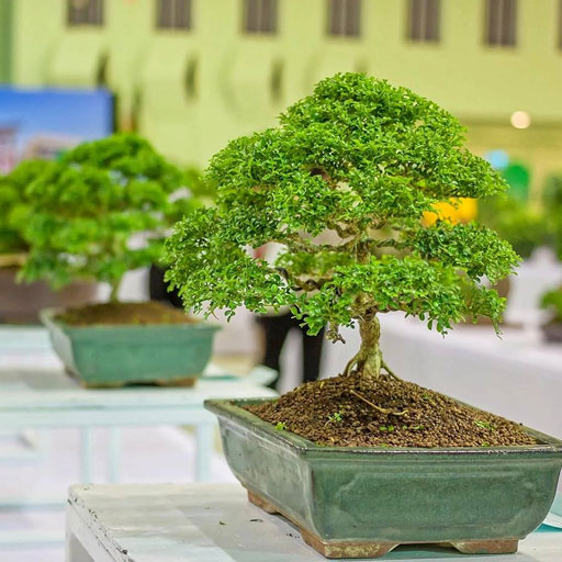 Bonsai-tree