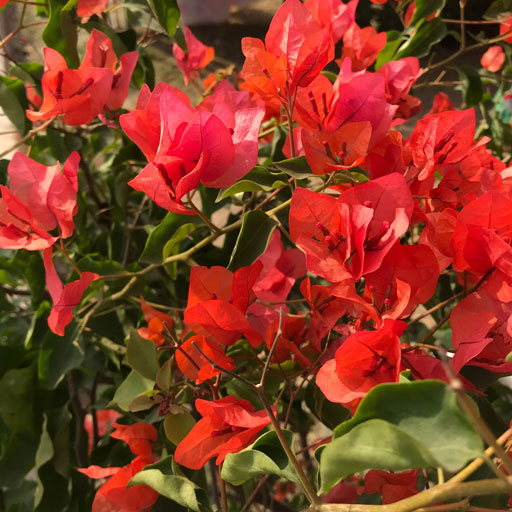 Bougainvillea-Tomato