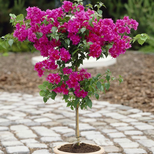 Bougainvillea