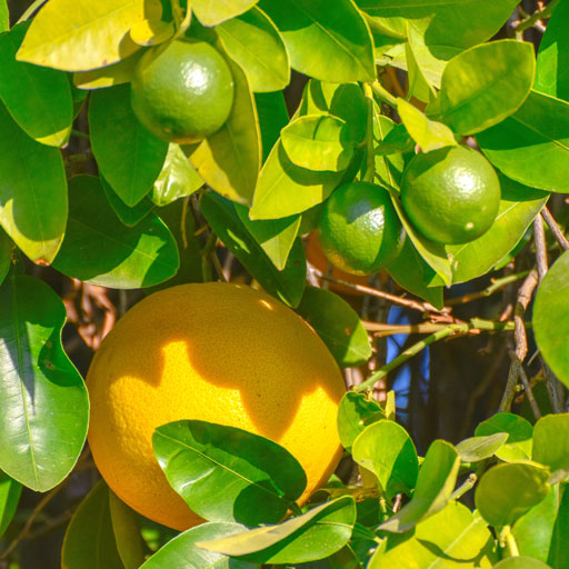 Bumlimas-Fruit