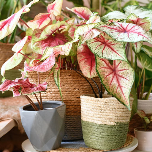 Caladium