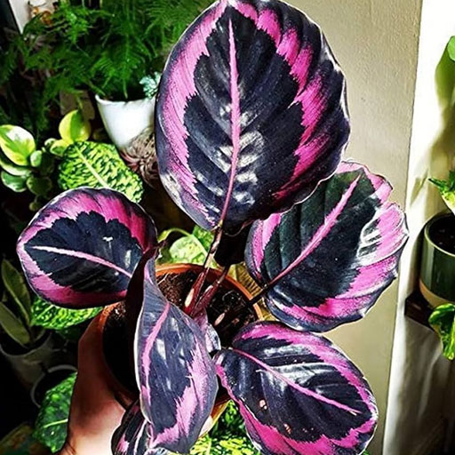 Calathea