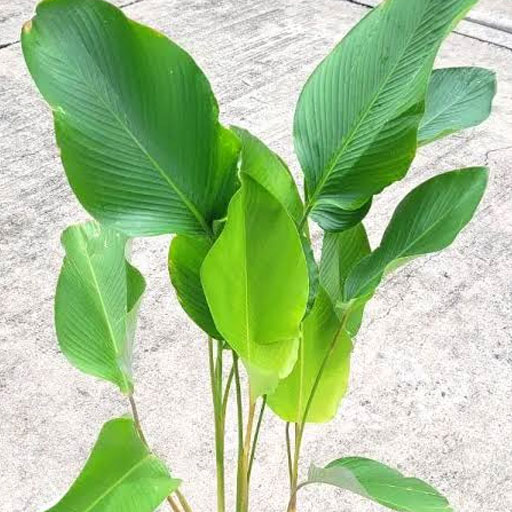 Calathea-Lutea