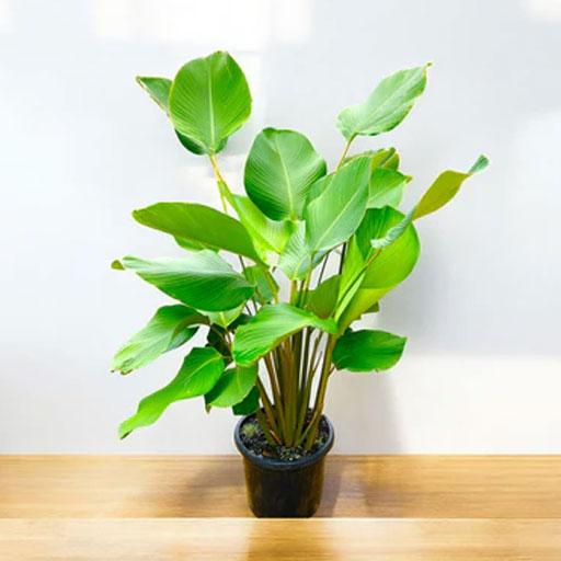 Calathea-Lutea