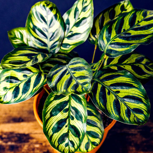 Calathea
