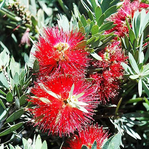 Callistemon-Little-John