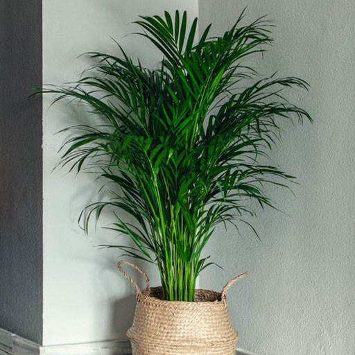 Cane-Palm