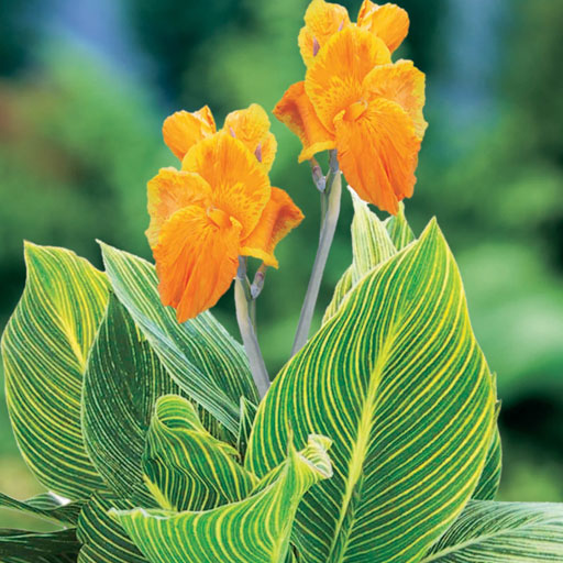 Canna-Variegated