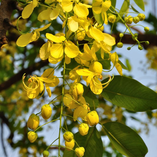 Cassia-Fistula