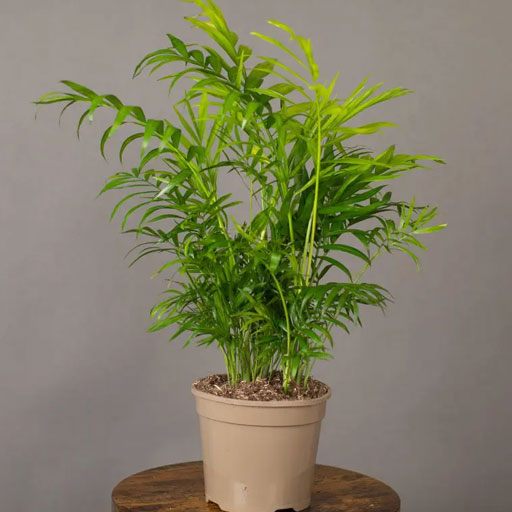 Chamedorea-Elegans-Palm
