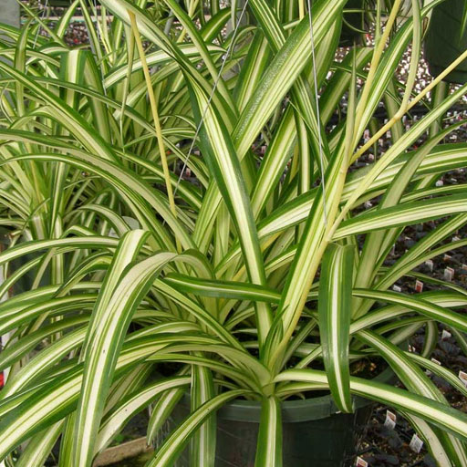 Chlorophytum