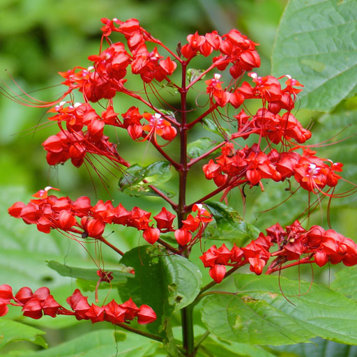 Clerodendrum-Paniculatum