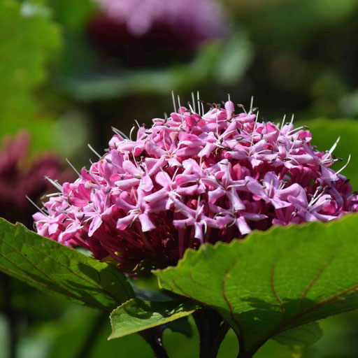 Clerodendrum