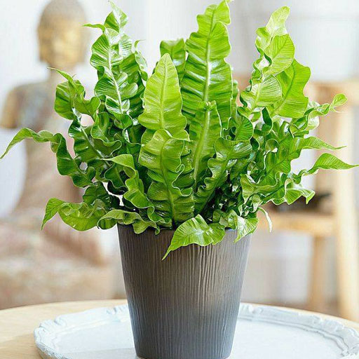 Cobra-Fern