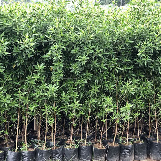 Conocarpus