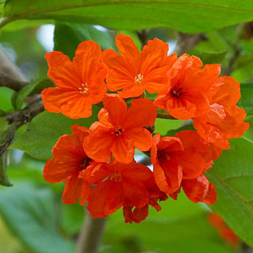 Cordia-Sebestena
