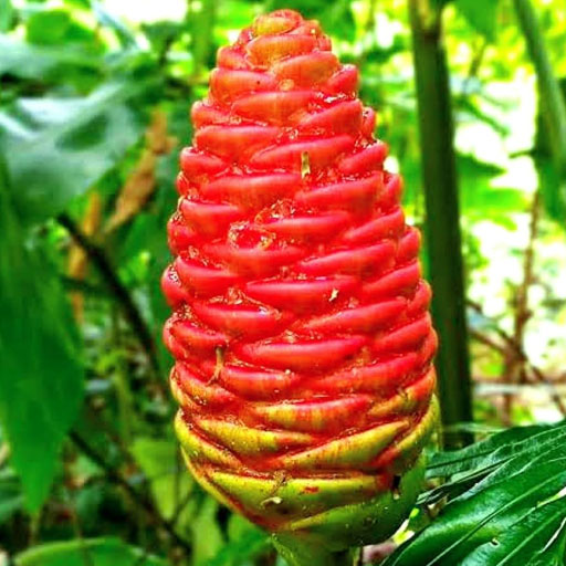 Costus