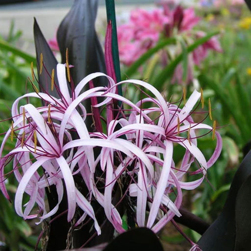 Crinum-Lilly