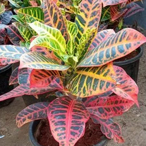 Croton-Petra