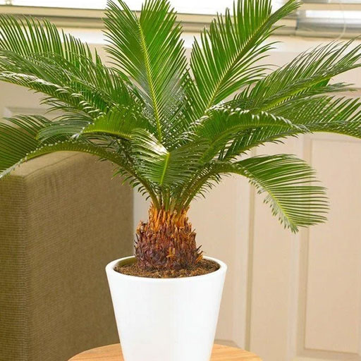 Cycas