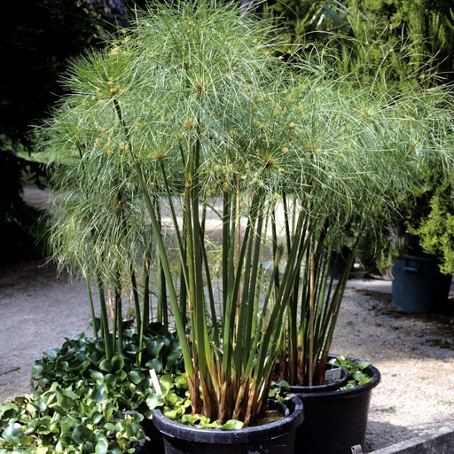 Cypress-Papyrus