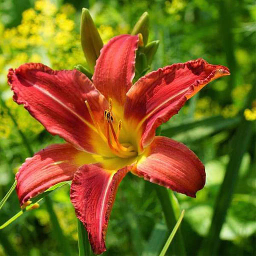 Day-Lilly
