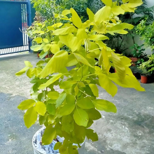Desmodium-Gold