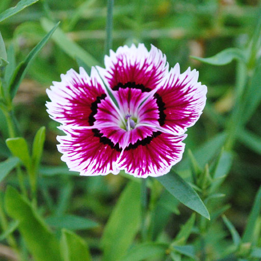 Dianthus