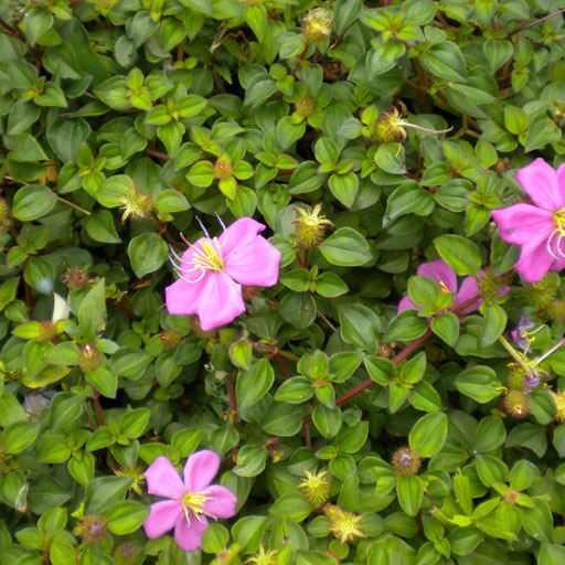 Dissotis-Rotundifolia