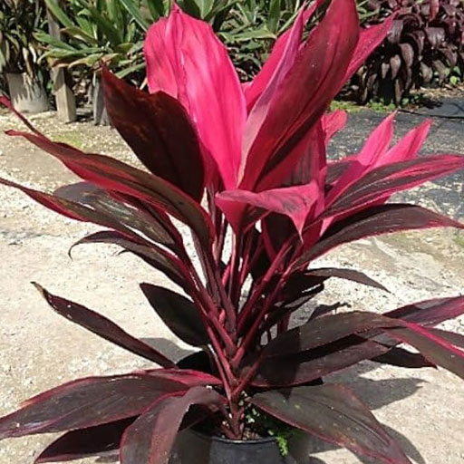 Dracaena-Ruby